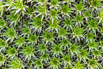 .Lively background. Green background. Cacti.