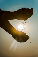 cropped view of senior farmer throwing seeds