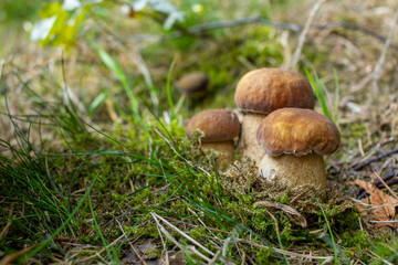 (Boletus pinophiluspine) bolete or pinewood king bolete. Three small mushrooms growing in moss and grass. Mushrooming. Mushrooms. Relax in the woods.