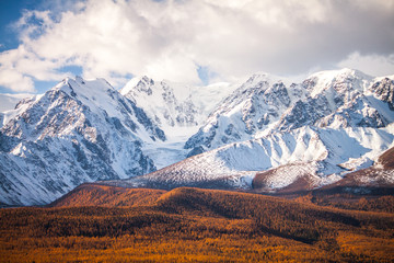 Russia. Altai Republic. Golden Autumn . Orange larch on the background of snowy peaks.