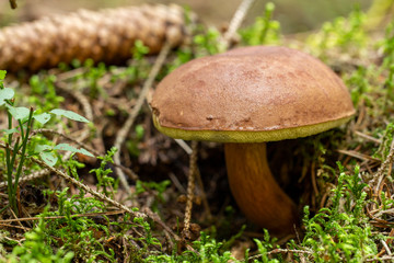  Mushroom growing in moss and grass. Mushrooming. Mushrooms. Relax in the woods.
