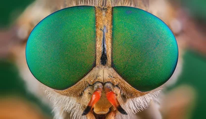 Foto op Plexiglas paardevlieg insect macro groen oog grote kleur © murgvi