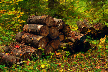 sawn logs stacked in a woodpile among the trees in the forest
