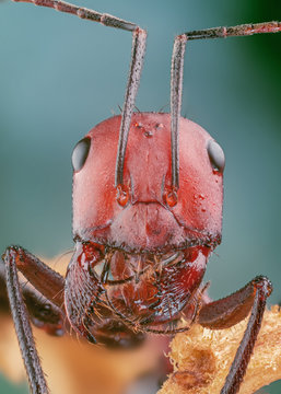 ant big wild portrait red macro