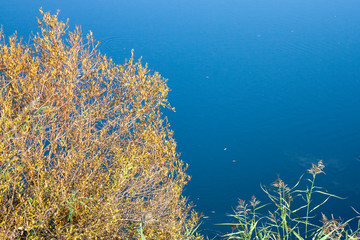 Golden foliage of a tree on a background of blue river water  in a sunny day. Green leaves of bulrush and yellow leaves of a tree in autumn near the water.