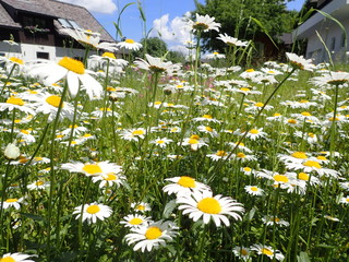 Blumenwiese 1