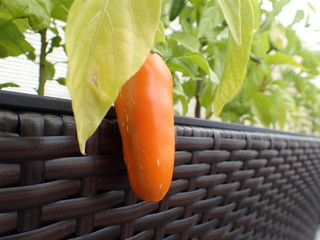 Chili 3