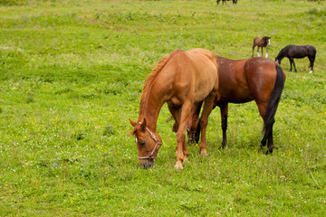 Home beautiful slender tame strong brown horses eat grass on a green meadow on a summer sunny day