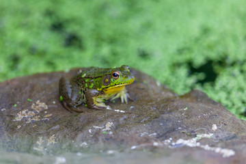 A green Frog sitting on a rock near a garden pond