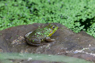 A green Frog sitting on a rock near a garden pond