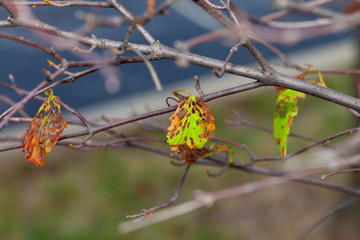 An orange dead leaf in Autumn