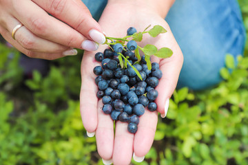 fresh blackberries on the hand of a young girl