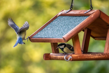 Zwei Blaumeisen streiten an einem frei hängendem Futterhäuschen aus Holz