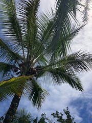 palm tree on background of blue sky