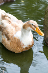 Orpington Duck	(Orpington-Ente, Orpingtonente, Anas platyrhynchos f. domestica)