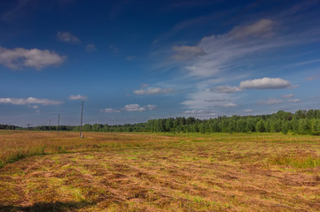 Summer meadow landscape with grass and wild flowers on the background of a forest.