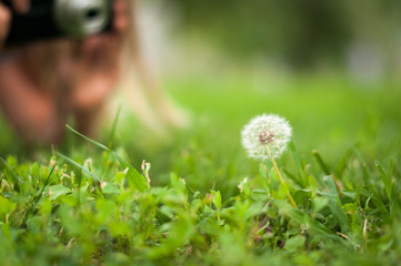 camera with focus on white dandelion in green grass