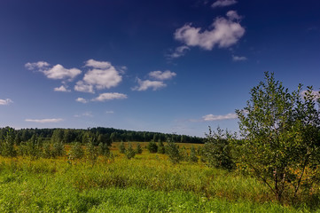 Fototapeta premium Summer meadow landscape with grass and wild flowers on the background of a forest.