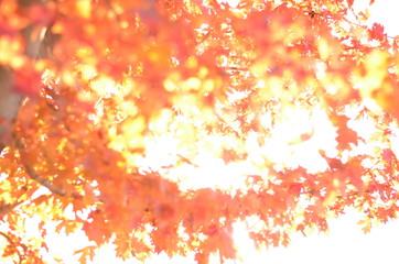 Red Leaf Fall background