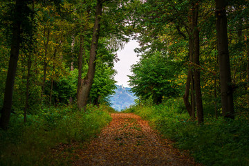 Fototapeta premium Path with autumn foliage and a green forest with view at the Fuchsturm in Jena