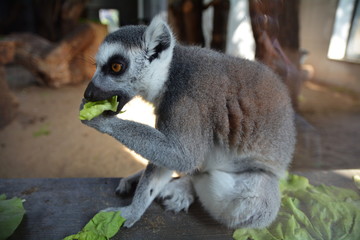 Lemur katta (Lemur catta) © robert6666