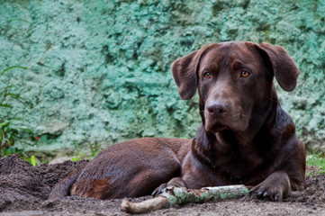 dog labrador