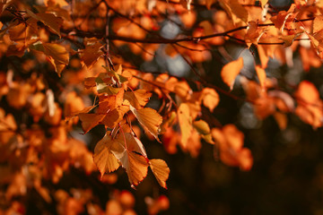 Birch branches with orange foliage against sunlight in Autumn forest. Nature frame, copy space.