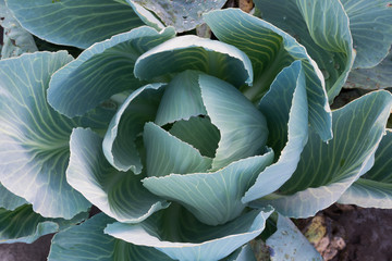 Obraz premium Cabbage with green leaves on the ground