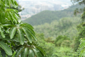 leaves of  some Queensland umbrella trees on top of a hill in shenzhen china