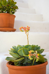 Blumentopf mit Blume auf weißer Treppe