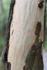 close-up shot of the trunk of a tree whose skin was largely peeled off
