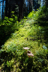 Close up shot of fungus, leaves, grass at Banff National Park