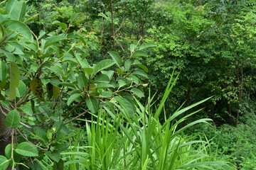various green plants on the hill in shenzhen china