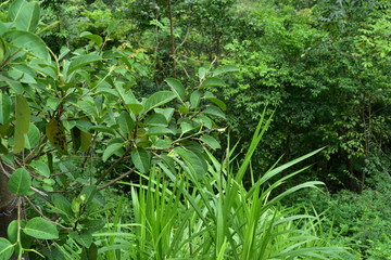 Naklejka premium various green plants on the hill in shenzhen china