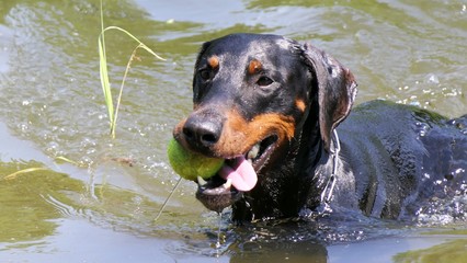 Dobermann swimming with a ball