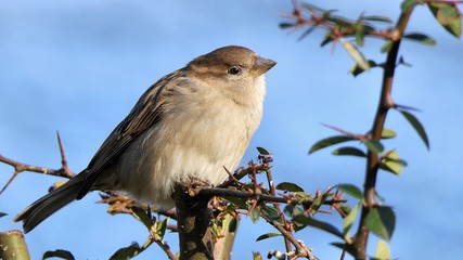 Female house sparrow sitting in a thorn bush