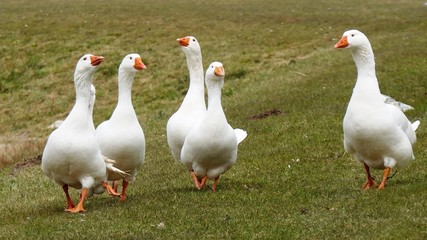 A flock of white geese, anser anser domesticus, walking  on grass towards the camera