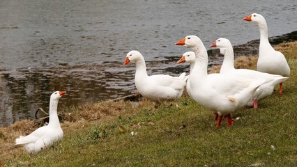 A flock of white geese, anser anser domesticus