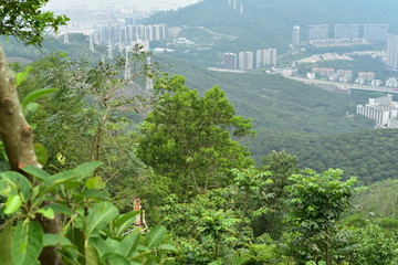 trees covering the hill in an urban park of shenzhen china