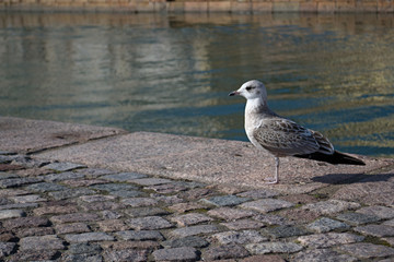 profile Seagull standing on the sidewalk