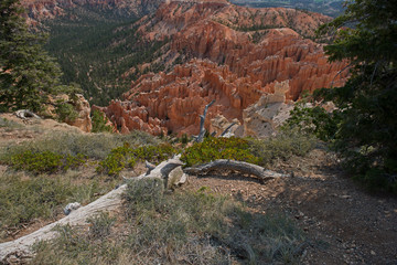 Old tree in front with a look over Bryce Canyon