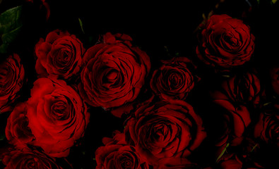 Faszinierende rote Rosen für Hintergründe, Flyer und Website-Hintergründe - Romantisch, Vintage,  Rot auf schwarz