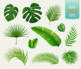 Tropical Leaves Set