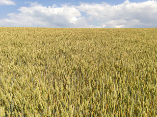 Fototapeta premium Wheat