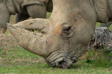 Fototapeta premium Nashorn am fressen