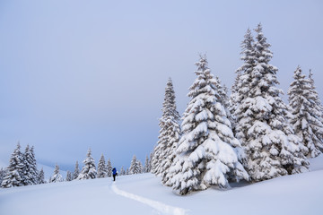 Winter landscape. On the road on the lawn the man stands and photographers the mountains and forest. Trees are standing poured with snowflakes.