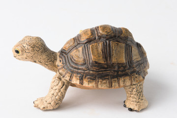 turtle isolated on white background
