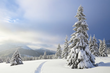 Winter landscape with fair trees, mountains and the lawn covered by snow with the foot path.