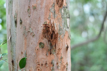 a close up shot on the small hole on a tree