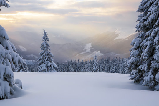 Sun rays enlighten the snowy lawn with fair trees. Majestic winter scenery. High mountain.